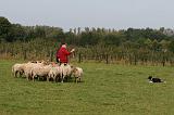 BORDER COLLIE - MOUTONS 004